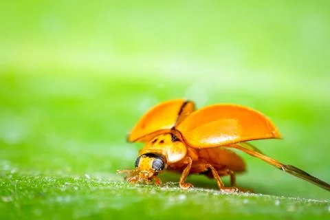 Macro of bug insect (Ladybug) on leaf in nature Stock Photos