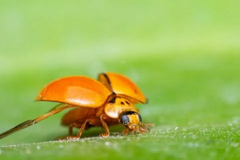 Macro of bug insect (Ladybug) on leaf in nature Stock Photos