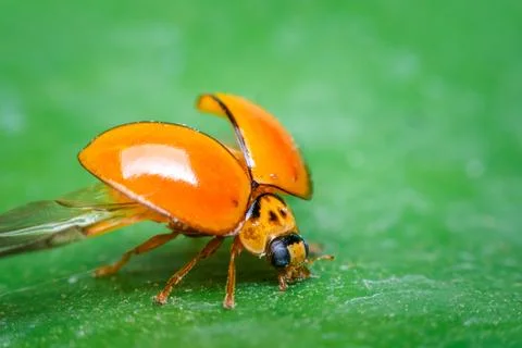 Macro of bug insect (Ladybug) on leaf in nature Stock Photos