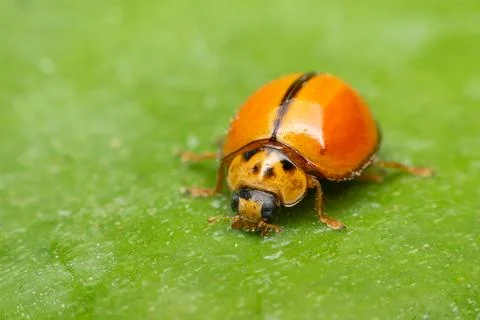 Macro of bug insect (Ladybug) on leaf in nature Stock Photos