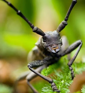 Macro bug Stock Photos