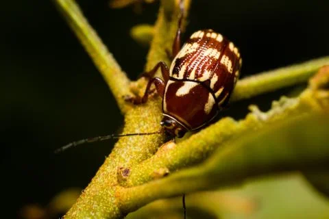 Macro bug Stock Photos
