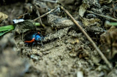 Macro of a bug Stock Photos