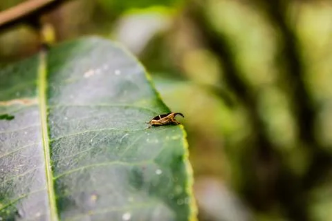 Macro Bug Stock Photos
