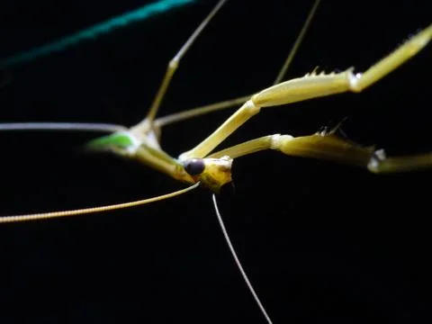 Macro of bug Stock Photos