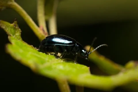 Macro bug2 Stock Photos