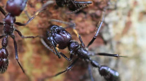 Macro Bullet Ants on tree Stock Footage
