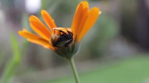 Macro bumble bee upside down on flower Vídeo Stock 158484339