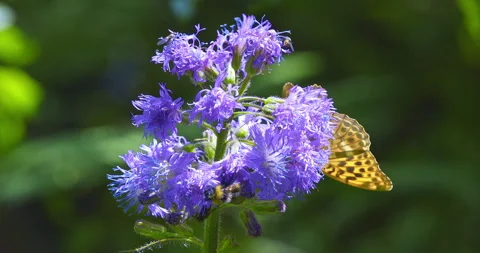 Macro - A bumblebee and a butterfly on a lilac flower 스톡 동영상 340520864