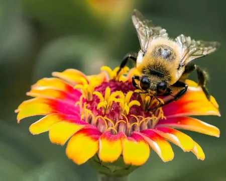 Macro of a bumblebee with big eyes Stock Photos