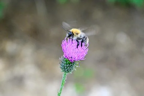 Macro bumblebee Bombus lucorum on flower burdock Stock Photos