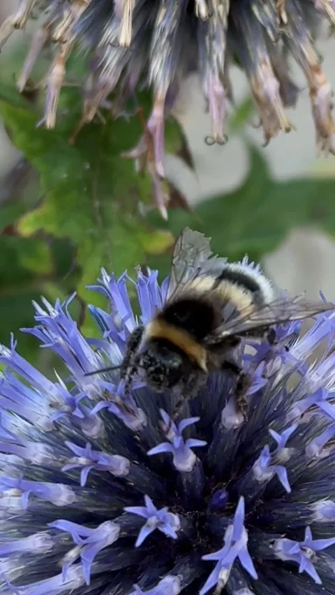 Macro Bumblebee Collecting Nectar on Globe Thistle Video stock 341397603