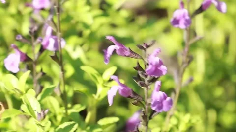 Macro Bumblebee Collecting Nectar on Purple Flower ASMR Sound Stock Footage 339106473