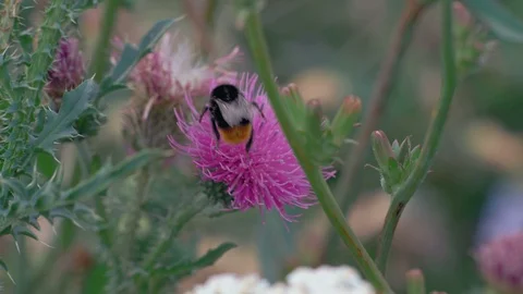 Macro Bumblebee Creeps on Burdock Flower and Gathers Nectar Stock Footage 94221275