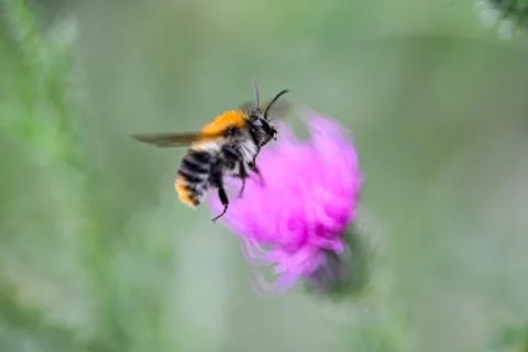 Macro bumblebee in flight Bombus lucorum on flower burdock Stock Photos