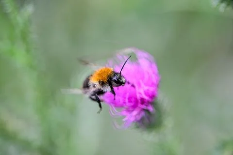 Macro bumblebee in flight Bombus lucorum on flower burdock Stock Photos