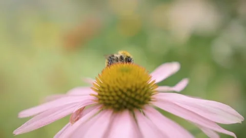 Macro: bumblebee on a flower collects nectar. Bee on a flower, slow motion 스톡 동영상 144387130