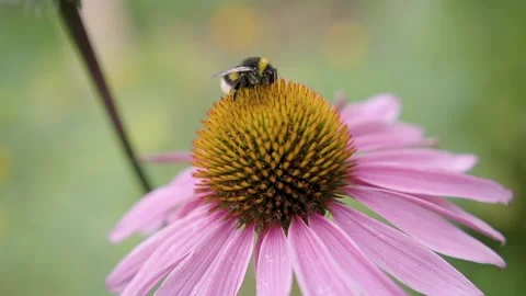 Macro: bumblebee on a flower collects nectar. Bee on a flower, slow motion Stock Footage 144387229