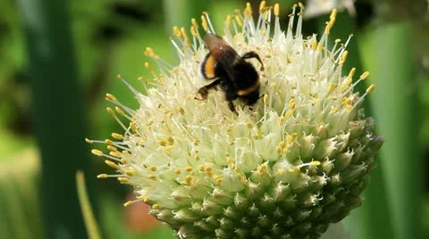 Macro of a bumblebee on the flower of Welsh onion Stock Footage 11145660