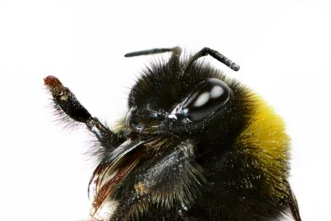 Macro of a bumblebee head on white Stock Photos