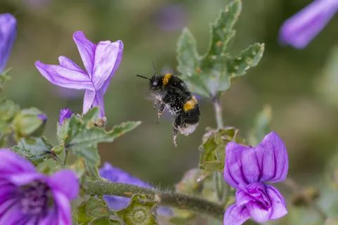 Macro bumblebee hovering in air covered in pollen with purple flowers Stock Photos