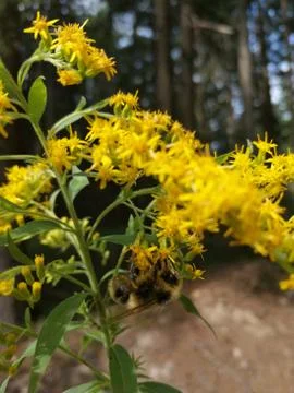 MACRO   BUMBLEBEE Stock Photos