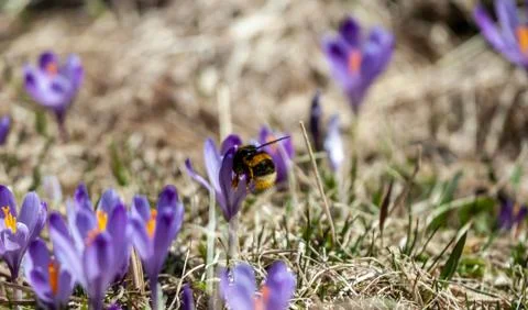 Macro bumblebee polinating spring purple flowers crocuses Stock Photos