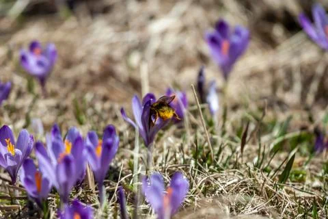 Macro bumblebee polinating spring purple flowers crocuses Stock Photos