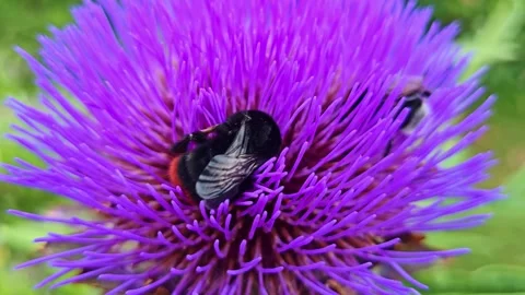Macro of Bumblebee Pollinating Artichoke Flower 스톡 동영상 340382284