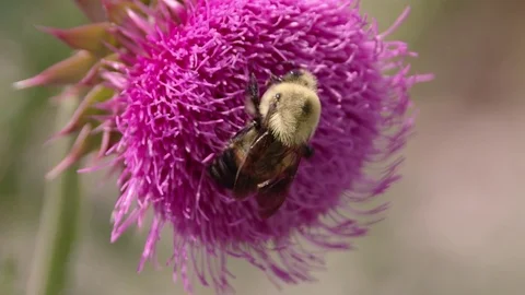 Macro of a bumblebee pollinating a flower, in slow motion Stock Footage 80425547