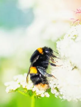 Macro of a bumblebee on a white flower Stock Photos