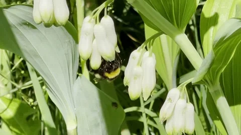 Macro: Bumblebee working in white lily flower field during sunny day in summer Stock Footage 155409660