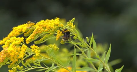 Macro - Bumblebee on a yellow flower Video stock 339394249