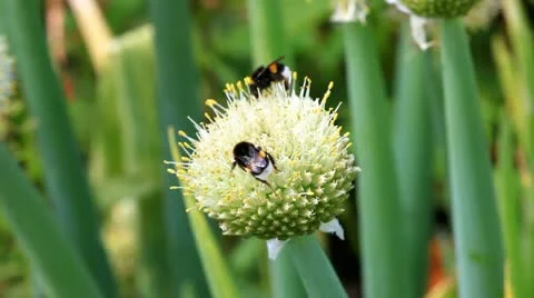 Macro of a bumblebees on the flower of Welsh onion Stock Footage 11145657