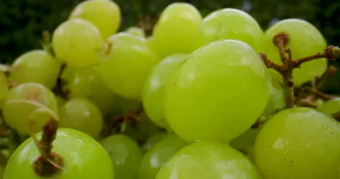 Macro of a bunch of grapes being washed Stock Footage 137883739