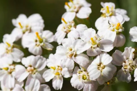 Macro of bunch tiny white flower Stock Photos