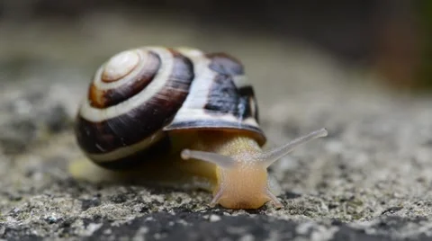 Macro of Burgundy snail Stock Footage 46220372