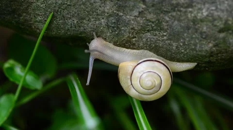 Macro of Burgundy snail Stock Footage 46220373