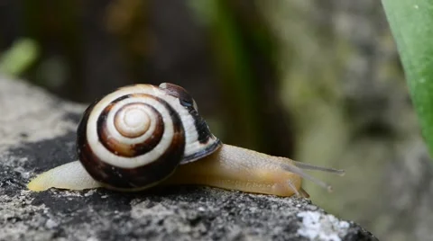 Macro of Burgundy snail Stock Footage 46220379