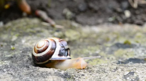 Macro of Burgundy snail Stock Footage 46220435