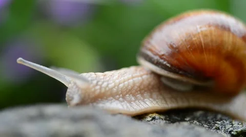 Macro of Burgundy snail Stock Footage 46220745