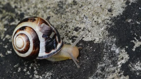 Macro of Burgundy snail Stock Footage 46220758