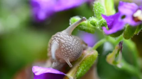 Macro of Burgundy snail Stock Footage 46220888