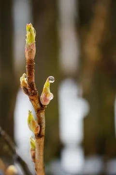 Macro of bush branches bud during warm winter. Soft focused, blurred dark Stock Photos