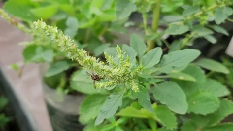 Macro of Busy Honeybees Foraging on Wild Green Amaranth Flower Spike 库存影片 337546839