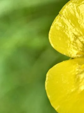 Macro of buttercup petals. Stock Photos