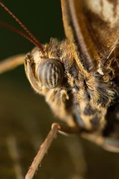 Macro Butterfly Face Stock Photos