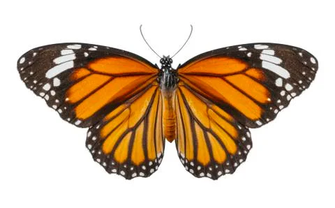 Macro of butterfly isolated on white background Stock Photos