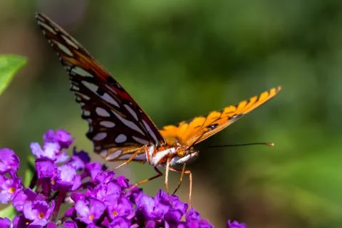 Macro Butterfly Foto stock
