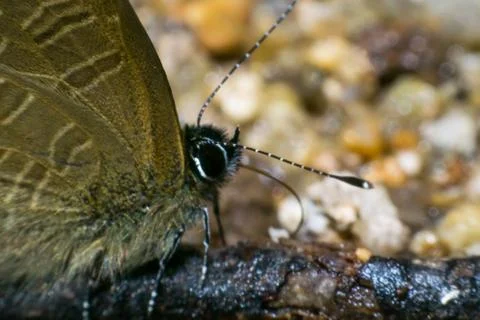 Macro butterfly Stock Photos